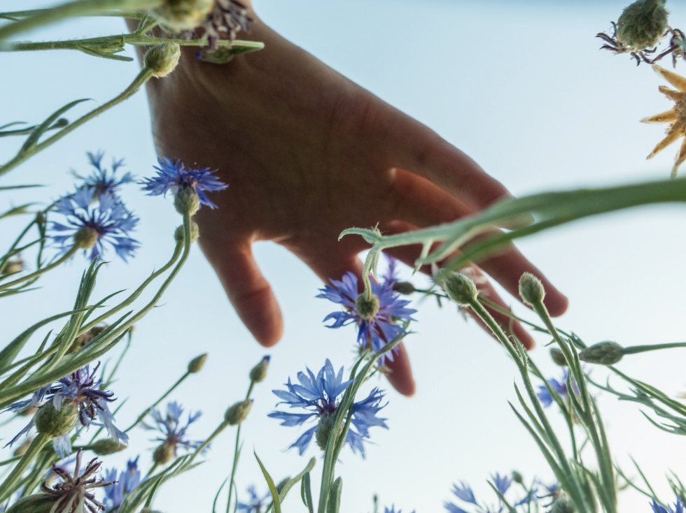 Eine Hand streift durch blühende Kornblumen im Sommerlicht